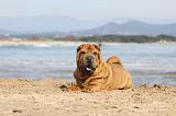 SHAR-PEI 749